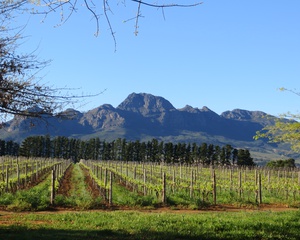 Stellenbosch vineyards, South Africa